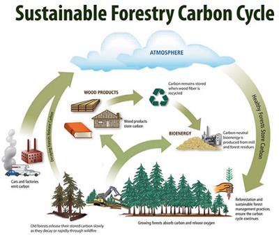 carbon-cycle-small