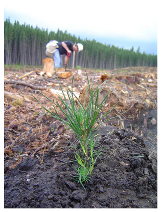 planting